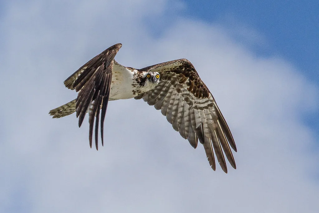 An osprey in flight. Library photo, not one of the Kielder birds.